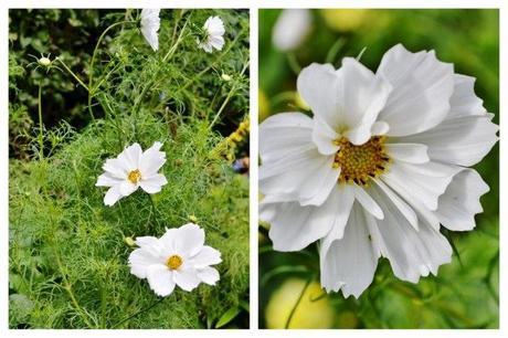 Cosmos (1024x683)