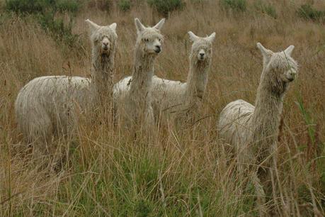 Alpaca Your Bags! Check Out These Alpaca Tours Close To Home