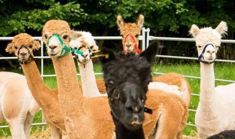 Alpaca Your Bags! Check Out These Alpaca Tours Close To Home