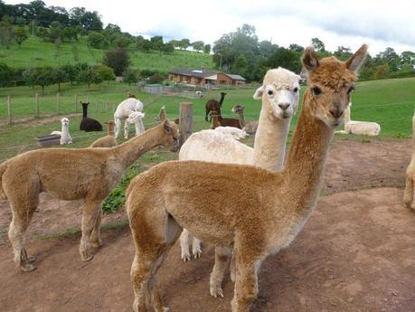 Alpaca Your Bags! Check Out These Alpaca Tours Close To Home