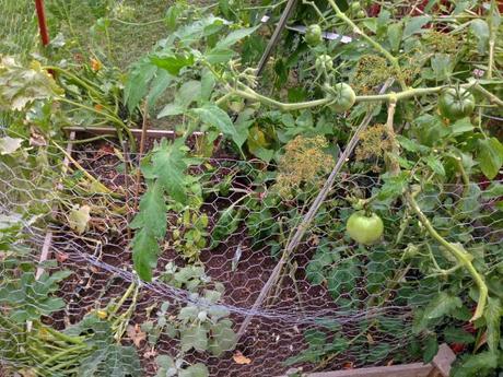 Into the Garden: Vegetables 