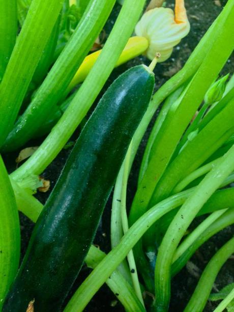 Into the Garden: Vegetables 