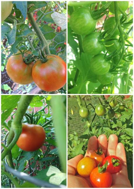 Into the Garden: Vegetables 