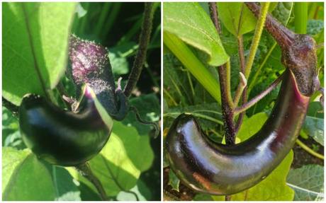 Into the Garden: Vegetables 