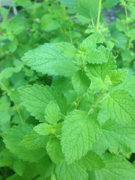 Into the Garden: Vegetables