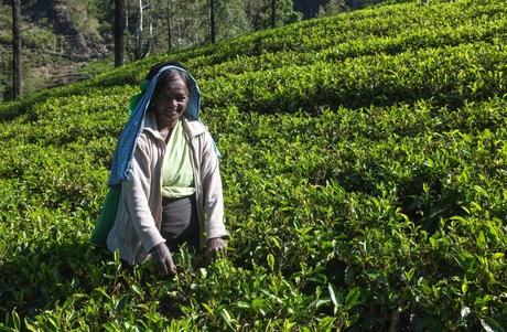 Sri Lanka tea picker