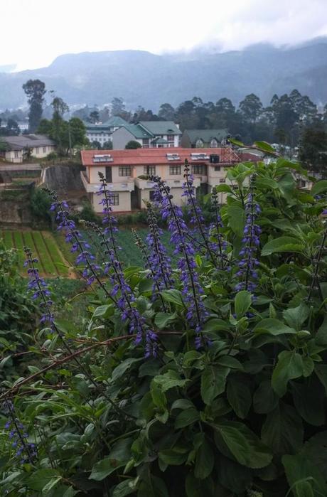 Nuwara Eliya