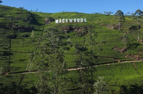 Mackwoods tea plantation