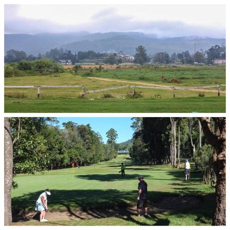 Nuwara Eliya golf course and horses