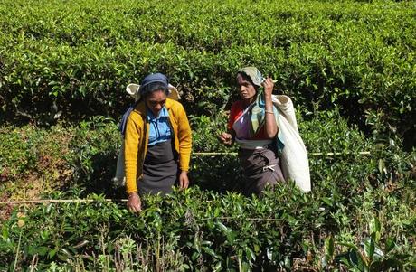 Sri Lanka tea pickers