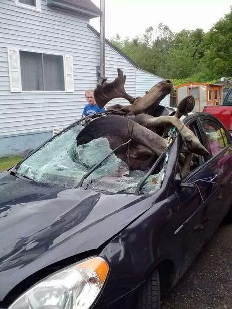 Moose vs. car3