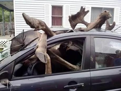 Moose vs. car2