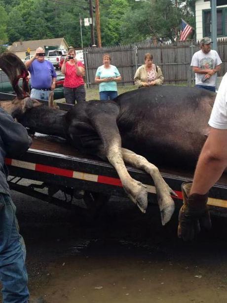 Moose vs. car5