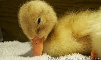 Incubator_Baby_Duck