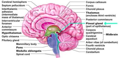 brain-pineal