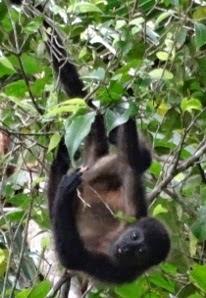 A baby howler monkey playing in the tree in the Osa Peninsula of Costa Rica