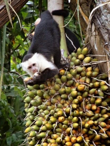 White faced Capuchin Monkeys having a snack