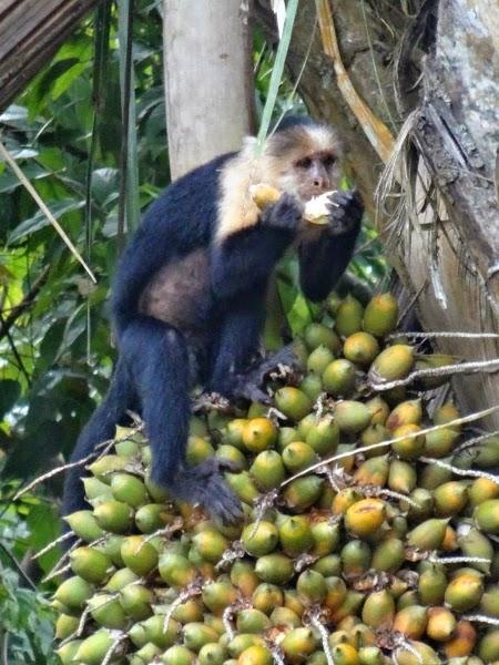 White faced Capuchin Monkeys having a snack