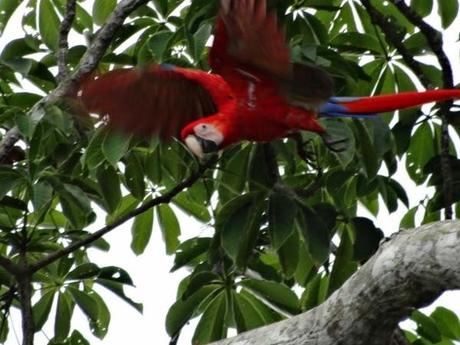 A scarlet macaw taking flight in the Osa Peninsula of Costa Rica
