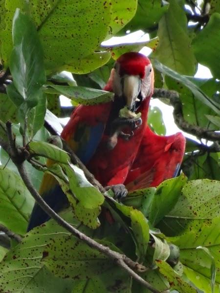 A scarlet macaw having a snack in the Osa Peninsula of Costa Rica