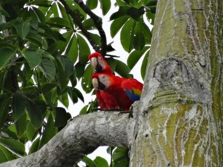 Two scarlet macaws in the Osa Peninsula about to take flight.