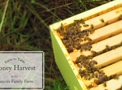 Photo Diary: Honey Harvest