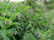 Comfrey: Plant’s Smelly, Magical Wonder Food.