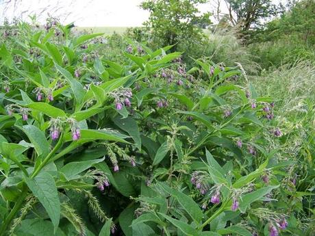 Comfrey: A plant’s smelly, magical wonder food.