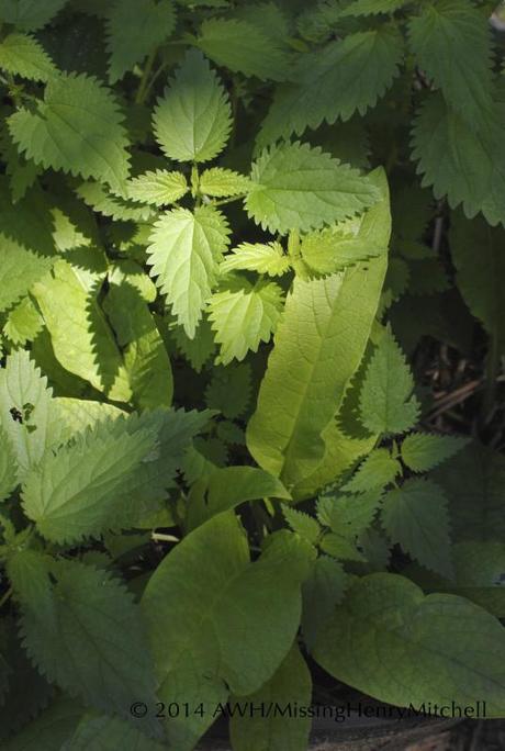 Comfrey (at right, with large leaves) and stinging nettle (Urtica dioica, at left, with serrated leaves) grow together in a barrel in my garden.