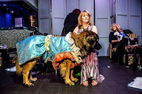 Large dog dressed up in Dog pageant