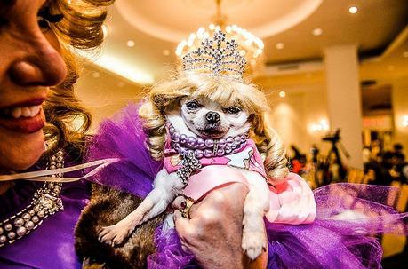 dog dressed in blonde wig