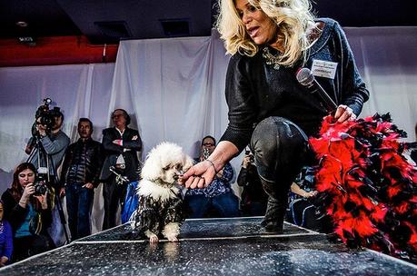 Poodle on stage with owner in dog pageant