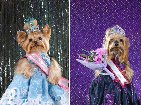 dogs pose in dresses in pageant