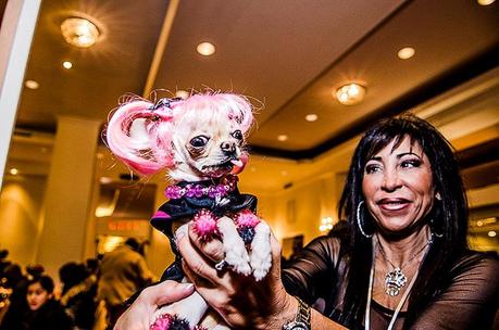 Chihuahua dressed in pink hair