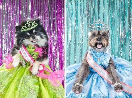 dogs dressed in pageant dresses