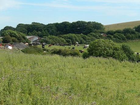 Dorset Coastal Walk (Part 2)