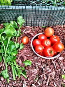 tomatoes and celery