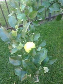 apple tree