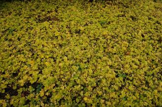 Lysimachia nummularia 'Aurea' (17/08/2014, Kew Gardens, London)