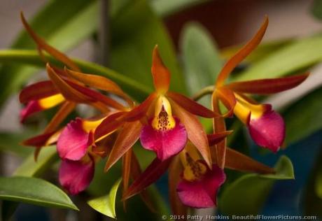 Roman Holiday Orchids © 2014 Patty Hankins