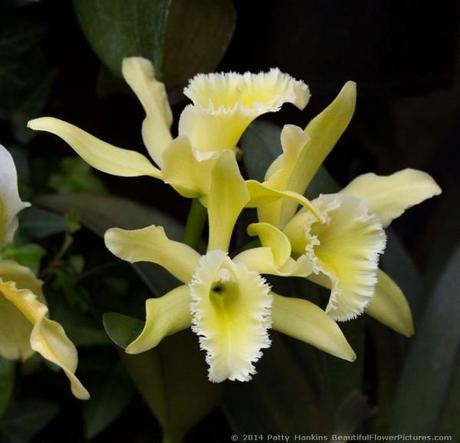 Lime Sherbet Orchids © 2014 Patty Hankins