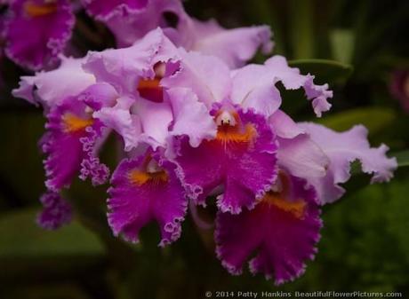 Lavendar Valentine Orchids © 2014 Patty Hankins