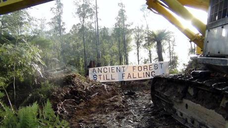 tasmania-forests-still-falling-1024x576