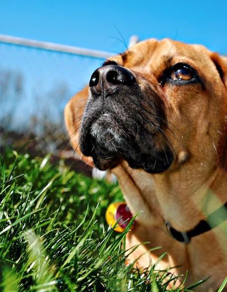 Dog's suffer from separation anxiety during back to school