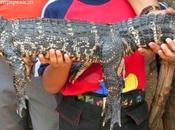 Superdari ...muddamaal Produced Court (this Time Crocodile !!!)