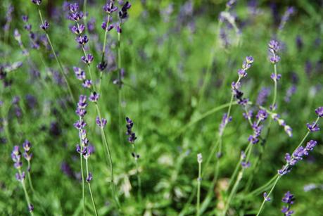 Wilder Pictures: What to Do with Summer Vegetables (and) Harvesting Lavender