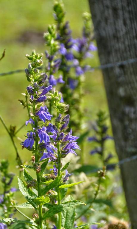 Seen in Late Summer