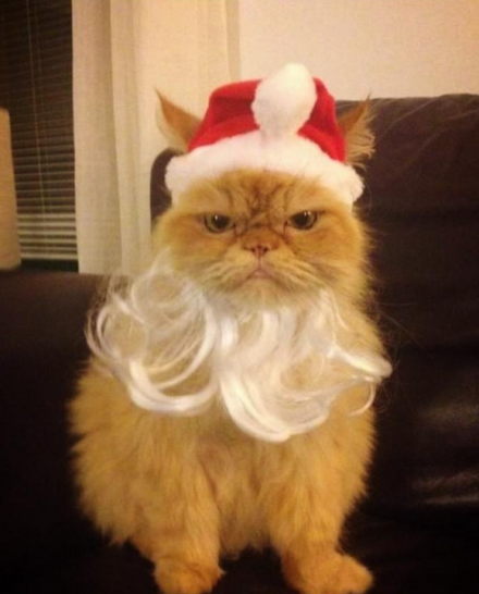 grumpyxmascat