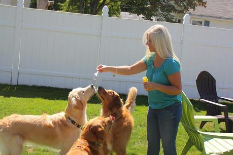 Three Dogs and a Bottle of Bubbles