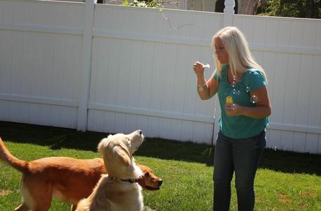 Three Dogs and a Bottle of Bubbles